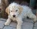 Gratis cachorros Lagotto Romagnolo disponibles - Foto 1