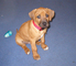 Gratis cachorros rhodesian ridgeback disponibles - Foto 1