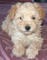 Gratis cachorros schnoodle lujo disponibles