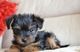 Gratis cachorros yorkshire terrier lista - Foto 1