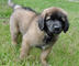 Gratis cambio leonberger cachorros disponibles