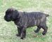 Gratis caña de corso italiano cachorro listo