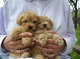 Gratis caniche miniatura cachorros disponibles