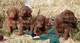 Gratis chesapeake bay retriever cachorro lista