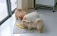 Gratis Chow chow cachorros listo - Foto 1