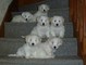 Gratis coton de tulear cachorros disponibles