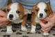 Gratis de agua portugués cachorros disponibles para adopcion - Foto 1