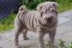 Gratis de shar pei del cachorros disponibles