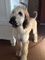 Gratis del airedale cachorros lista