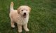 Gratis del goldendoodle cachorros listo