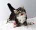 Gratis divinos siberianos gatitos disponibles - Foto 1