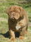 Gratis dogo burdeos cachorros disponibles