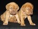 Gratis dogo de burdeos cachorros disponibles
