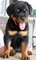 Gratis dos hermosos Rottweiler cachorros disponibles - Foto 1