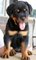 Gratis dos hermosos rottweiler cachorros disponibles