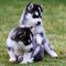 Gratis Dulces cachorros Husky siberiano disponibles - Foto 1