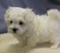 Gratis el maltipoo cachorros disponibles