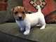 Gratis El perrito del gato Russel Terrier lista - Foto 1