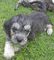 Gratis El perrito del terrier de Dandie cachorros lista - Foto 1