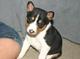 Gratis encantador basenji cachorros lista