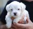Gratis encantador maltés cachorros disponibles