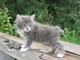 Gratis encantadores bobtail gatitos disponibles - Foto 1