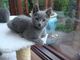 Gratis entretenidas azul ruso gatitos disponibles - Foto 1
