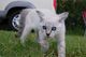 Gratis fabulosos serengeti gatitos lista - Foto 1