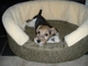 Gratis foxhound cachorros lista - Foto 1