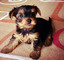 Gratis ganadora del perrito yorkshire terrier lista - Foto 1