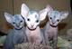 Gratis gatitos sphynx con encanto disponibles