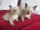 Gratis gatitos tailandés encantador disponibles - Foto 1