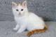 Gratis gatitos van turco gatitos disponibles - Foto 1