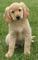 Gratis Golden retriever cachorro de cocker lista - Foto 1