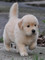 Gratis golden retriever cachorros disponibles - Foto 1