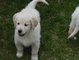 Gratis golden retriever cachorros familiares plantea disponibles