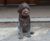 Gratis Griffon cachorro señalar wirehaired lista - Foto 1