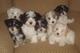 Gratis havanese cachorros disponibles