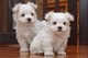 Gratis hermosa pedigrí malteses perritos disponibles