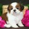 Gratis hermosa shih tzu cachorros disponibles