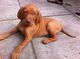 Gratis húngaro Vizsla cachorros lista - Foto 1