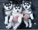 Gratis Husky siberiano cachorros lista - Foto 1