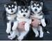 Gratis husky siberiano cachorros lista