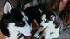 Gratis Husky siberiano cachorros lista - Foto 1