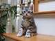 Gratis impresionante americano gatito de pelo corto lista - Foto 1