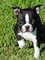 Gratis impresionante boston terrier cachorros disponibles