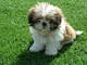 Gratis impresionantes cachorros shih tzu disponibles - Foto 1