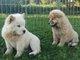Gratis impresionantes perro chino cachorros para adopcion