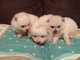 Gratis impresionantes pomeranian perritos disponibles