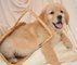 Gratis increíble Golden Retriever cachorros disponibles - Foto 1